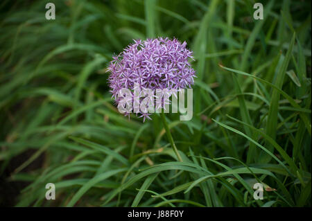 Allium giganteum, common name giant onion, is native to central and southwestern Asia but cultivated elsewhere. This one was growing in Manhattan, NYC Stock Photo