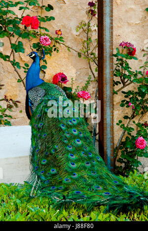 Peacock - Ronda - Spain Stock Photo