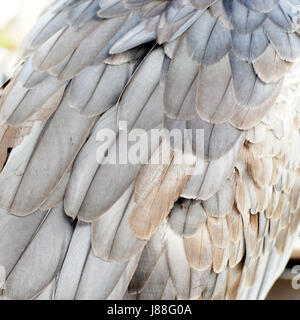 closeup of white bellied sea eagle feather Stock Photo