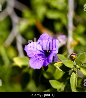 Delicate purple and blue hues of Desert Ruellia flower brightens garden paths at Tohono Chul Park in Tucson, Arizona, in America's Southwest. Stock Photo