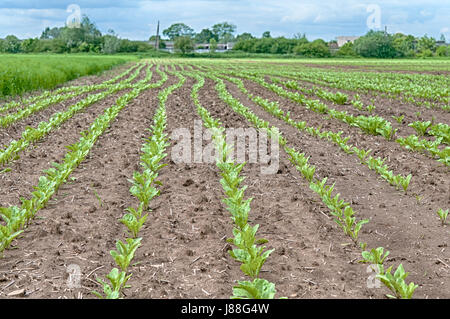 Closeup of young sugar beet plants in converging long lines Stock Photo