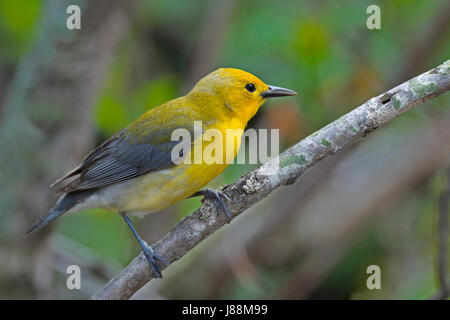 Prothonotary Warbler male in breeding plumage poses on branch in forest Stock Photo