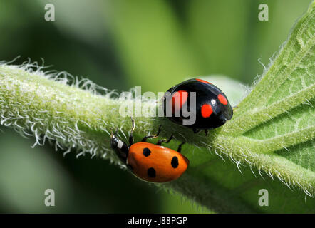 beetle, ladybug, insect, summer, summerly, beetle, page, sheet, ladybug, Stock Photo