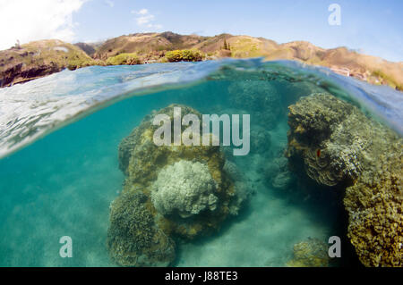 Underwater scenic coral reef at the south coast of the island of Molokai, Hawaii, USA Stock Photo