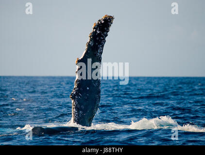 Fin of humpback whale. Madagascar. St. Mary's Island. Stock Photo
