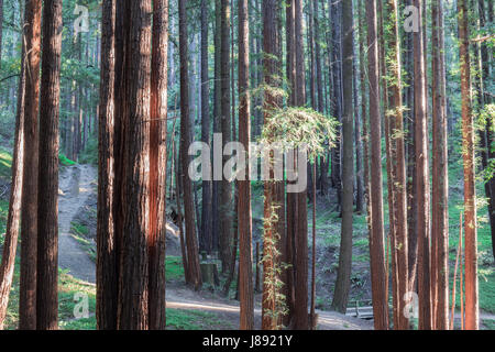 Sunset Lights on Redwood Trees. Stock Photo