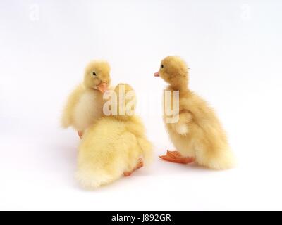 newly hatched ducks cute kids Stock Photo
