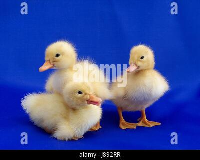 newly hatched ducks cute kids Stock Photo