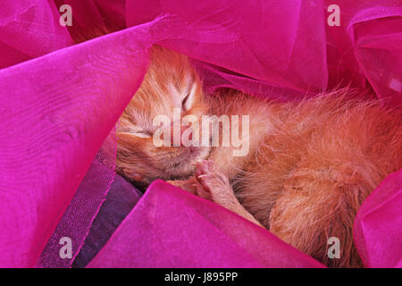 New born baby cat sleeping. Cute beautiful little few days old orange cream color kitten. Stock Photo