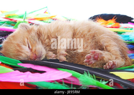 New born baby cat sleeping. Cute beautiful little few days old orange cream color kitten. Stock Photo