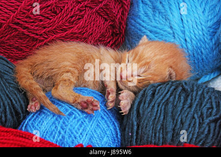 New born baby cat sleeping. Cute beautiful little few days old orange cream color kitten. Stock Photo
