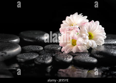 beautiful spa setting of blooming white chrysanthemum flowers and zen basalt stones with water drops on black background Stock Photo