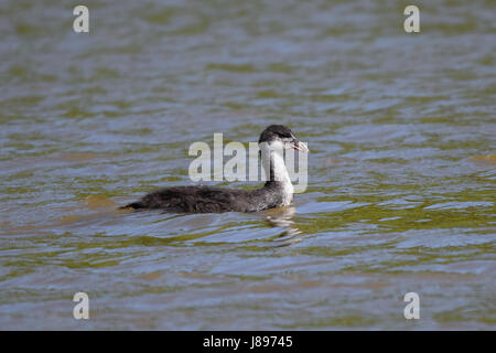 Older coot duckling swimming solo across a lake Stock Photo