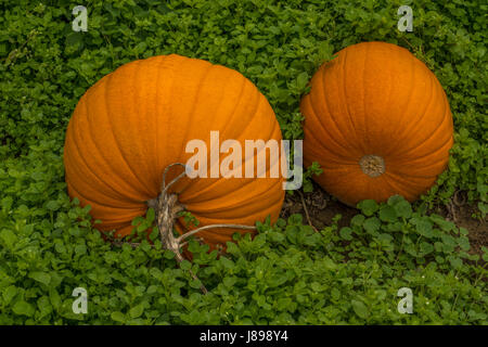 Pumpkins in a pumpkin patch on Westham Island in Ladner, BC. Stock Photo