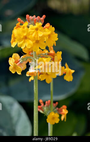 Primula bulleyana A  candelabra primula from originally China Stock Photo