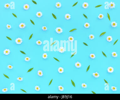 Daisy Flowers, Bellis perennis, and green leaves on turquoise blue as background. Flat lay and top view. Stock Photo
