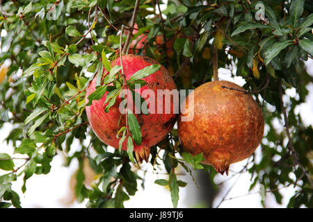 Two ripe pomegranate fruits hanging on a tree. Location: Meghri, Armenia. Stock Photo