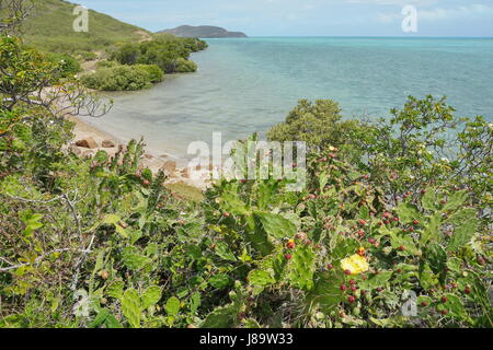 Seascape on the lagoon with Opuntia cactus in foreground on the West coast of Grande Terre island near La Foa, New Caledonia, south Pacific ocean Stock Photo