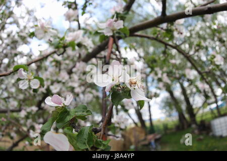 A bee in flight while gathering pollen from an apple tree blossom Stock Photo