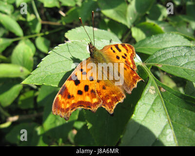 butterfly (great fox) on leaf Stock Photo