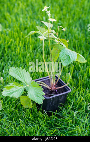 Seedlings of strawberry in plastic saucer Stock Photo - Alamy