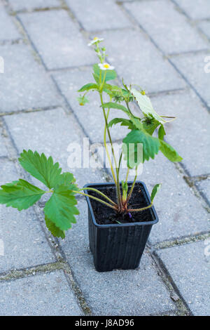Seedlings of strawberry in plastic saucer Stock Photo - Alamy