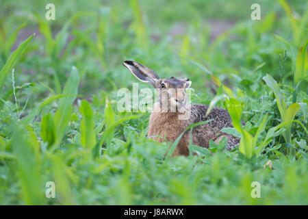 European hare (Lepus europaeus) in a corn field, Emsland, Lower Saxony, Germany Stock Photo