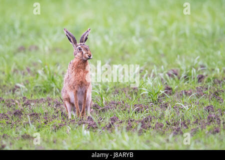 European hare (Lepus europaeus), sitting in a meadow, Emsland, Lower Saxony, Germany Stock Photo