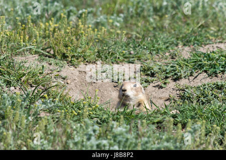 Only the head of the prairie dog is visible poking out of the hole. Green grass surrounds the burrow. Shallow depth of field. Stock Photo