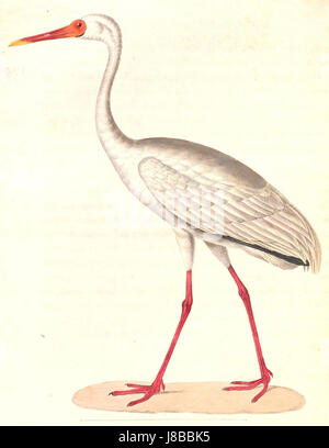 Siberian crane (Leucogeranus leucogeranus), also known as the Siberian ...