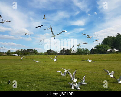 A flock of birds, mostly seagulls, coming in to land on a field. Stock Photo