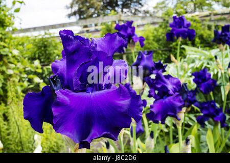 Dark blue large bearded iris flower in a herbaceous border close up. Stock Photo