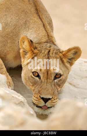 Portrait of an African lioness (Panthera leo), drinking water, Kalahari desert, South Africa Stock Photo
