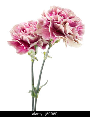 Two pink and white variegated carnations, Dianthus caryophyllus, with their fringed petals and aromatic fragrance isolated on white Stock Photo