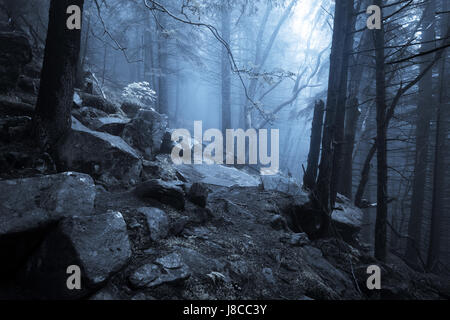 Rocky path through old foggy forest at night Stock Photo