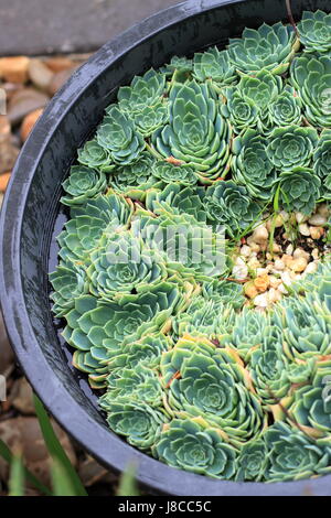 Close up image of Echeveria glauca or known as Aeonium or known as Green Rose succulent