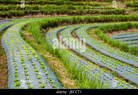 Hydroponic organic vegetable plots cultivation farm Stock Photo