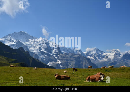 mountains, switzerland, cows, virgin, big, large, enormous, extreme, powerful, Stock Photo