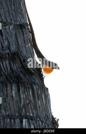 Brown Anole (Anolis sagrei) sitting on a palm tree displaying its dewlap in  Maui, Hawaii. Stock Photo
