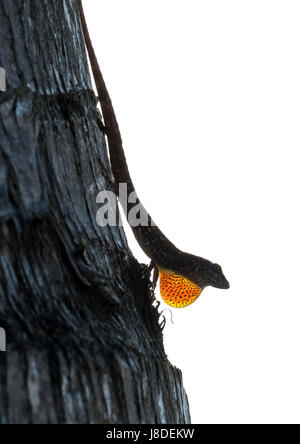 Brown Anole (Anolis sagrei) sitting on a palm tree displaying its dewlap in  Maui, Hawaii. Stock Photo