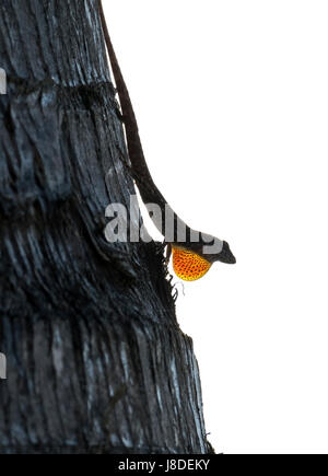 Brown Anole (Anolis sagrei) sitting on a palm tree displaying its dewlap in  Maui, Hawaii. Stock Photo