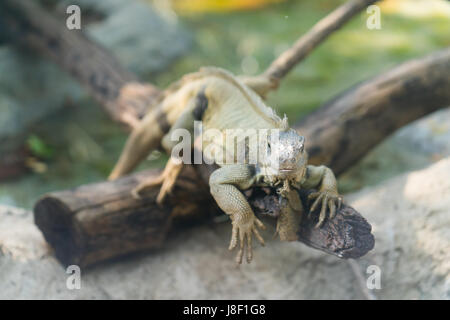 green iguana resting on timber in zoo Stock Photo