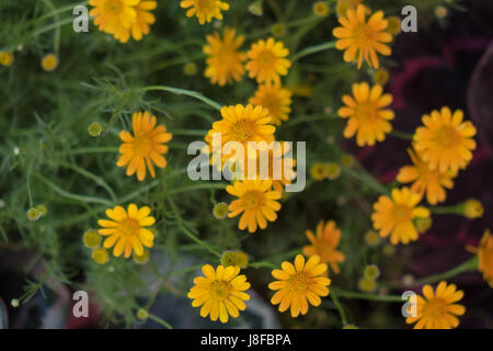 Dahlberg Daisy small yellow beautiful. Stock Photo