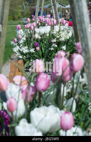 Tulips 'Hakuun' (white), Passionale' (purple), 'Rosalie' (pink) and Narcissus 'Thalia' Stock Photo