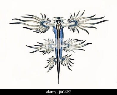 Glaucus atlanticus, a species of sea slug, is depicted in a dissection ...
