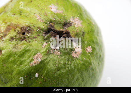 The rotten guava isolated on a white background. Stock Photo