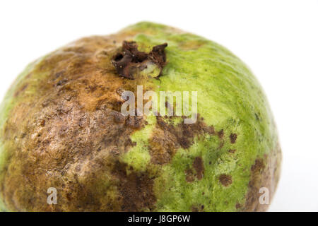 The rotten guava isolated on a white background. Stock Photo