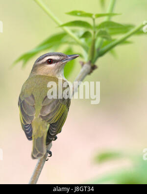 Red-eyed Vireo poses on leafy twig Stock Photo