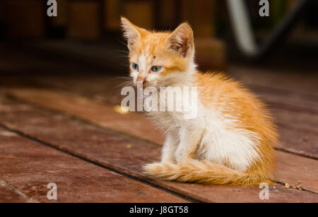 Tabby Kitten Portrait Stock Photo