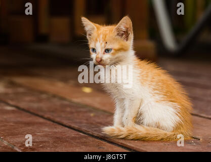 Tabby Kitten Portrait Stock Photo